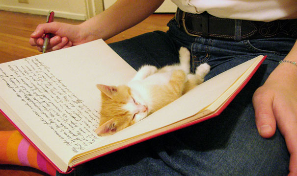 Gatti che Non Hanno Nessuna Intenzione di Farti Leggere