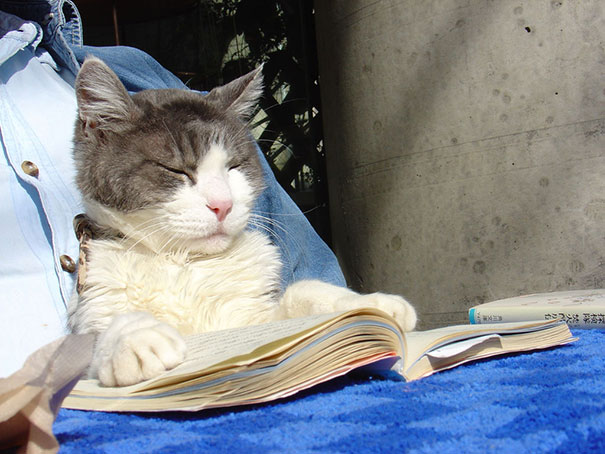 Gatti che Non Hanno Nessuna Intenzione di Farti Leggere