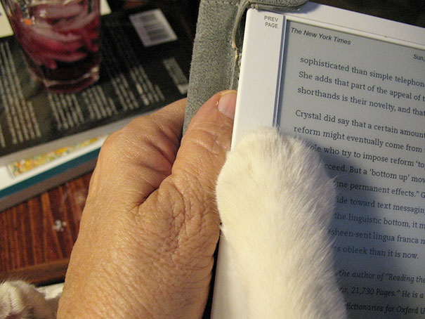 Gatti che Non Hanno Nessuna Intenzione di Farti Leggere