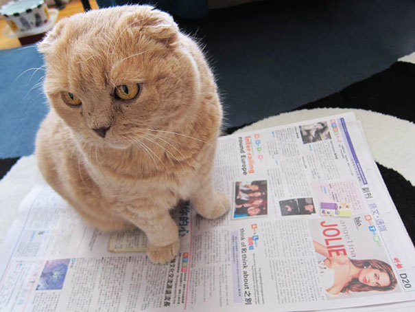 Gatti che Non Hanno Nessuna Intenzione di Farti Leggere