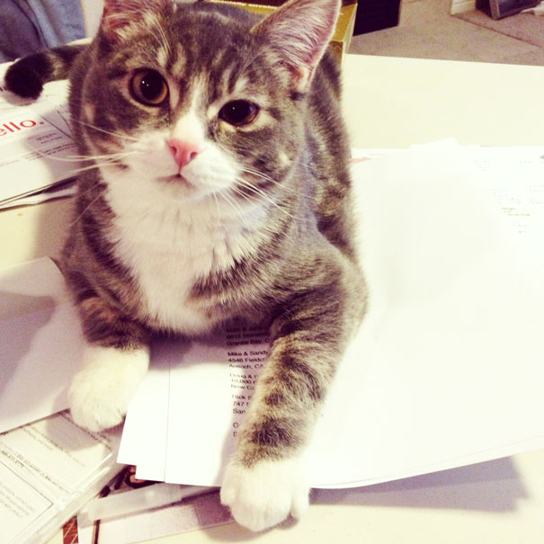 Gatti che Non Hanno Nessuna Intenzione di Farti Leggere