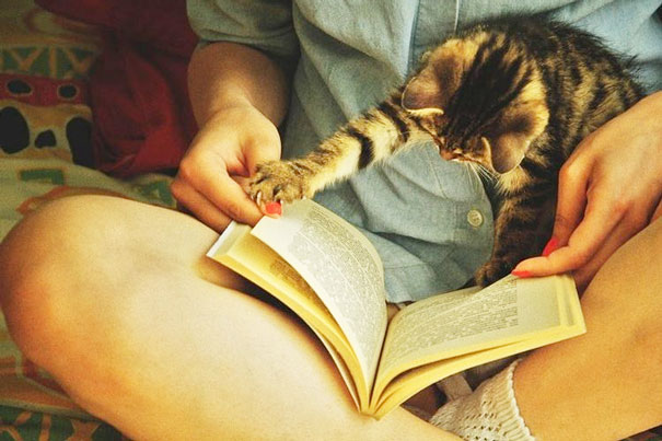 Gatti che Non Hanno Nessuna Intenzione di Farti Leggere
