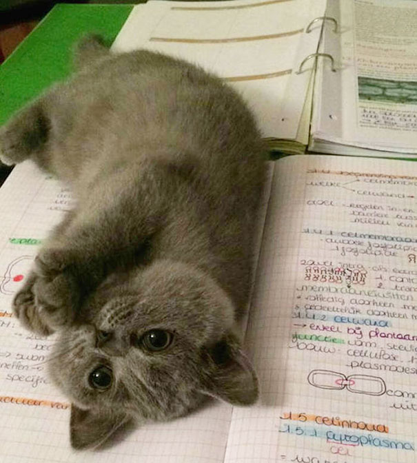 Gatti che Non Hanno Nessuna Intenzione di Farti Leggere