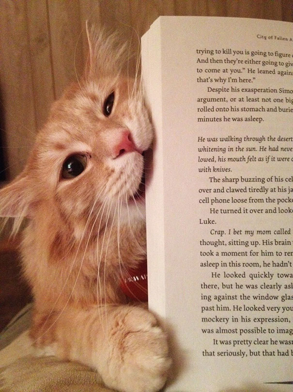 Gatti che Non Hanno Nessuna Intenzione di Farti Leggere