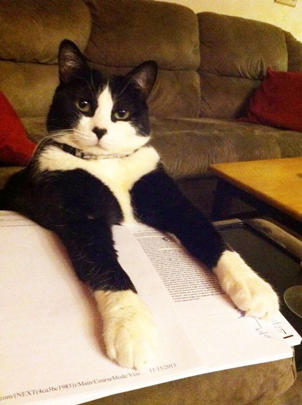 Gatti che Non Hanno Nessuna Intenzione di Farti Leggere