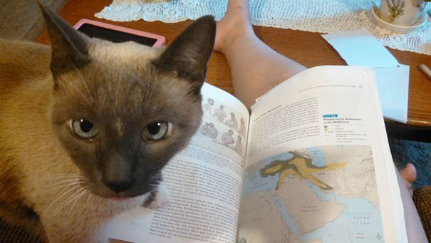 Gatti che Non Hanno Nessuna Intenzione di Farti Leggere