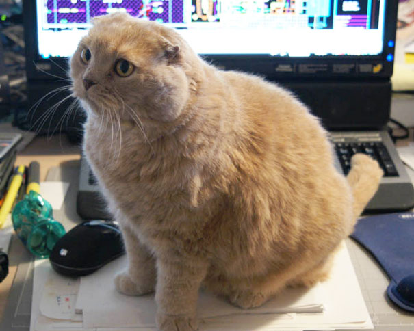 Gatti che Non Hanno Nessuna Intenzione di Farti Leggere
