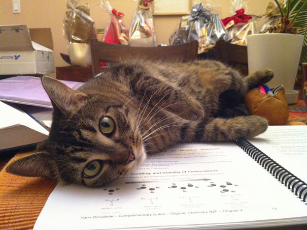 Gatti che Non Hanno Nessuna Intenzione di Farti Leggere