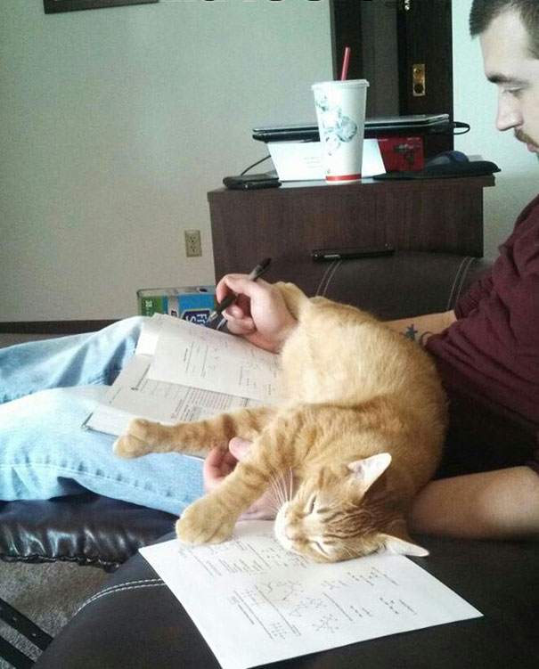 Gatti che Non Hanno Nessuna Intenzione di Farti Leggere