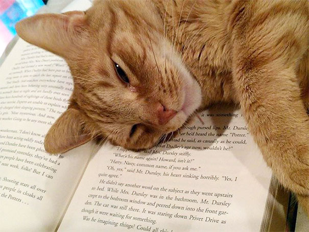Gatti che Non Hanno Nessuna Intenzione di Farti Leggere