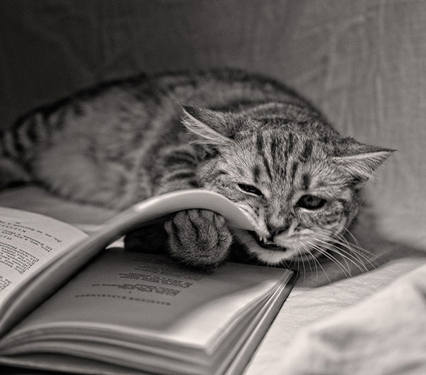 Gatti che Non Hanno Nessuna Intenzione di Farti Leggere