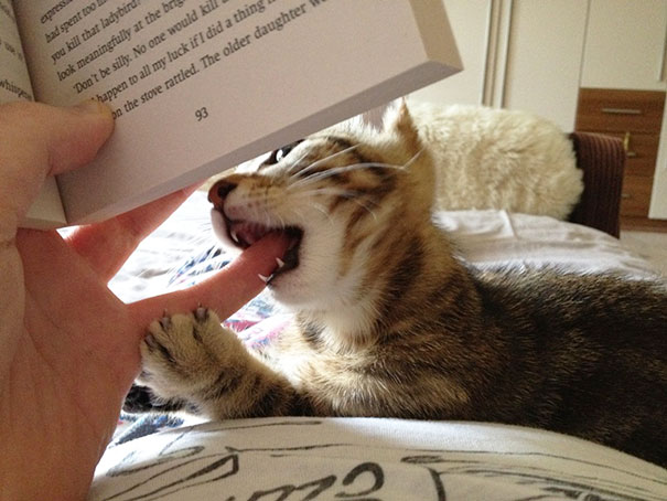 Gatti che Non Hanno Nessuna Intenzione di Farti Leggere