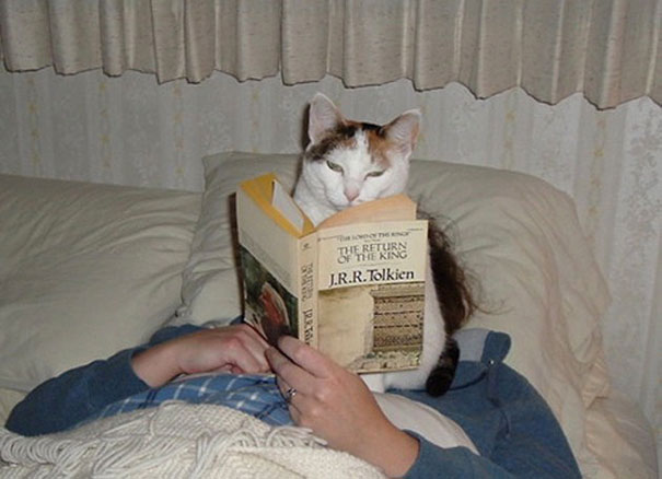 Gatti che Non Hanno Nessuna Intenzione di Farti Leggere