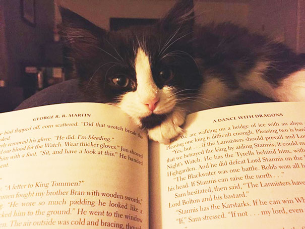 Gatti che Non Hanno Nessuna Intenzione di Farti Leggere