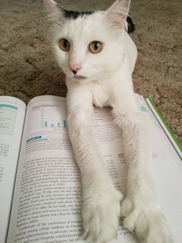 Gatti che Non Hanno Nessuna Intenzione di Farti Leggere