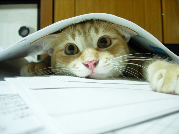 Gatti che Non Hanno Nessuna Intenzione di Farti Leggere