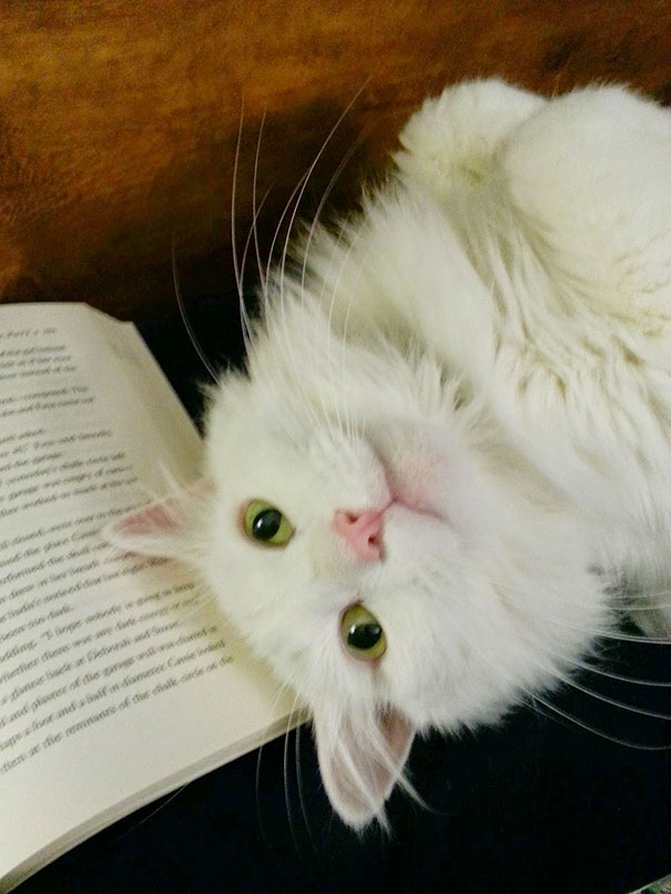 Gatti che Non Hanno Nessuna Intenzione di Farti Leggere