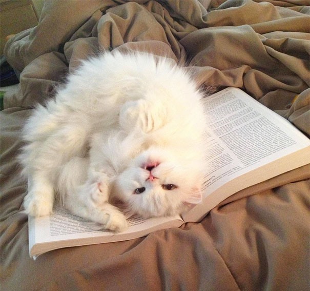 Gatti che Non Hanno Nessuna Intenzione di Farti Leggere