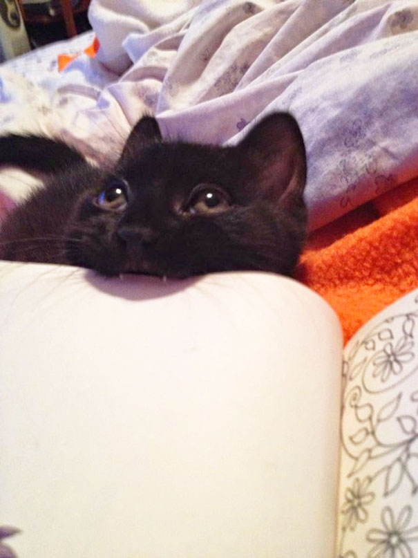 Gatti che Non Hanno Nessuna Intenzione di Farti Leggere