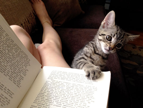 Gatti che Non Hanno Nessuna Intenzione di Farti Leggere