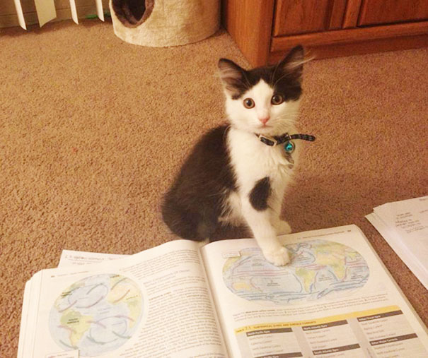 Gatti che Non Hanno Nessuna Intenzione di Farti Leggere