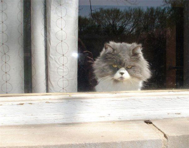 25 Foto che Provano che il tuo Gatto vorrebbe Ucciderti