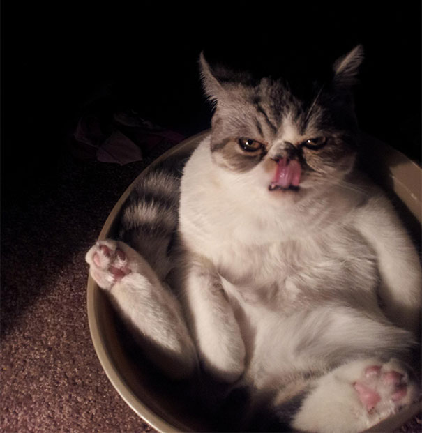 25 Foto che Provano che il tuo Gatto vorrebbe Ucciderti
