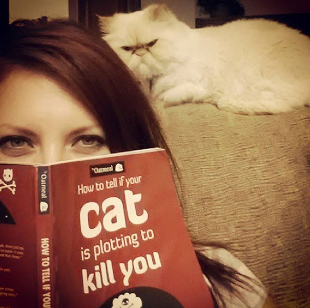 25 Foto che Provano che il tuo Gatto vorrebbe Ucciderti