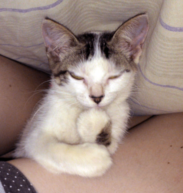25 Foto che Provano che il tuo Gatto vorrebbe Ucciderti