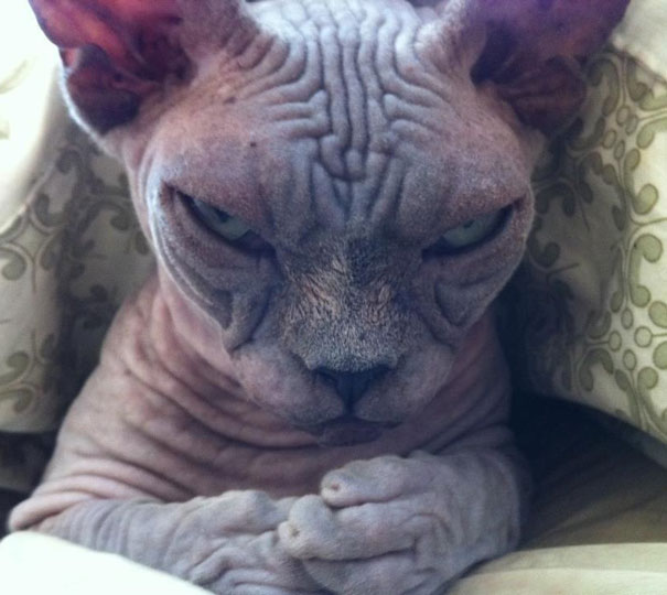 25 Foto che Provano che il tuo Gatto vorrebbe Ucciderti