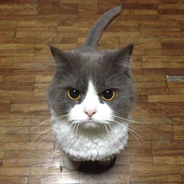 25 Foto che Provano che il tuo Gatto vorrebbe Ucciderti