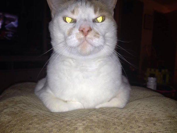 25 Foto che Provano che il tuo Gatto vorrebbe Ucciderti