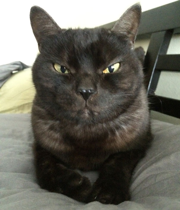 25 Foto che Provano che il tuo Gatto vorrebbe Ucciderti