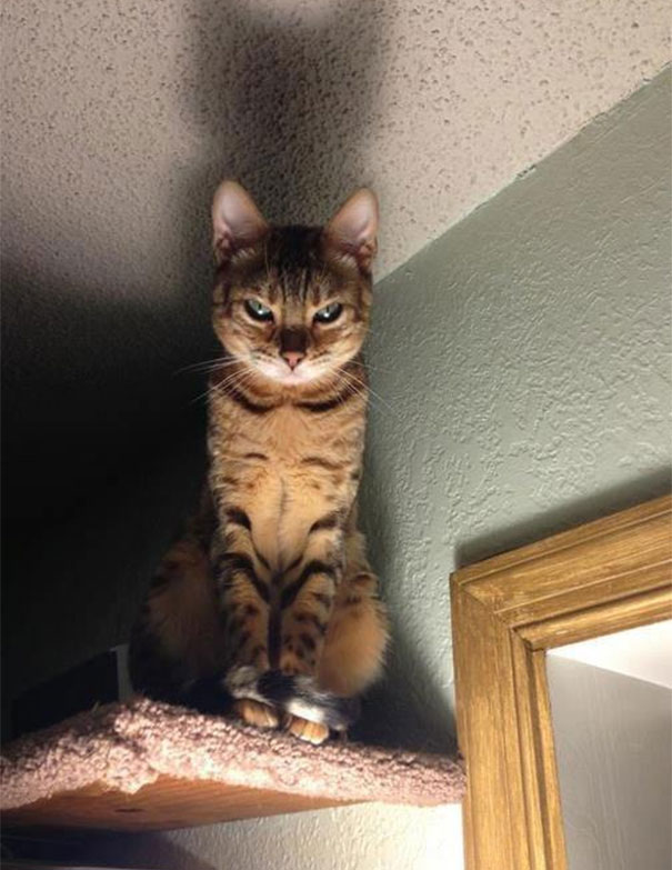 25 Foto che Provano che il tuo Gatto vorrebbe Ucciderti
