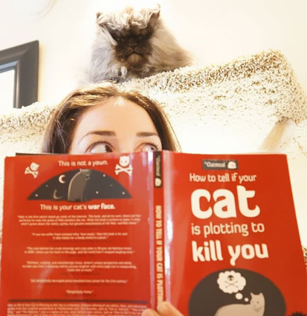 25 Foto che Provano che il tuo Gatto vorrebbe Ucciderti