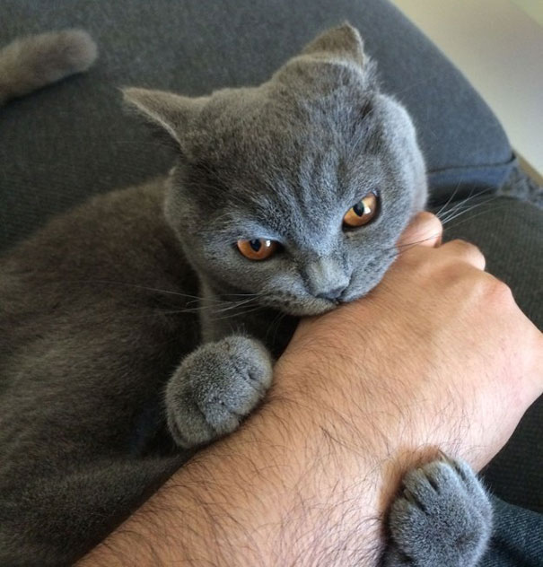 25 Foto che Provano che il tuo Gatto vorrebbe Ucciderti