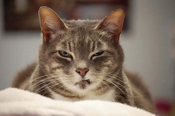 25 Foto che Provano che il tuo Gatto vorrebbe Ucciderti
