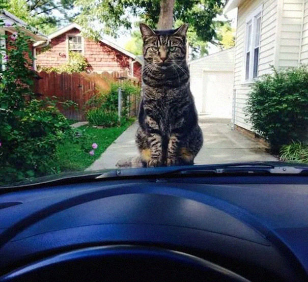25 Foto che Provano che il tuo Gatto vorrebbe Ucciderti