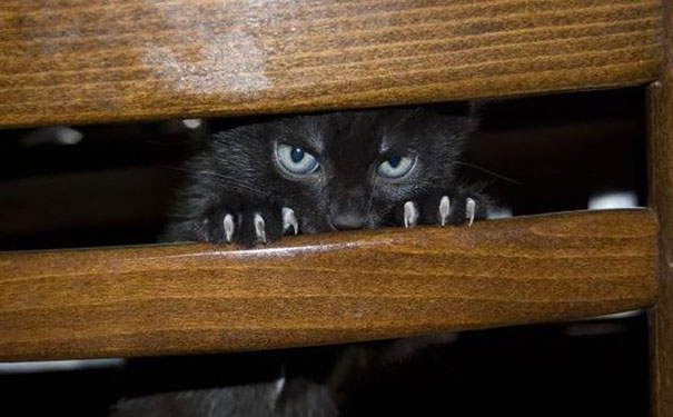 25 Foto che Provano che il tuo Gatto vorrebbe Ucciderti