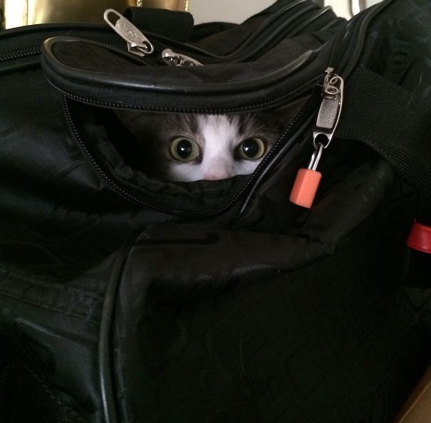 25 Foto che Provano che il tuo Gatto vorrebbe Ucciderti