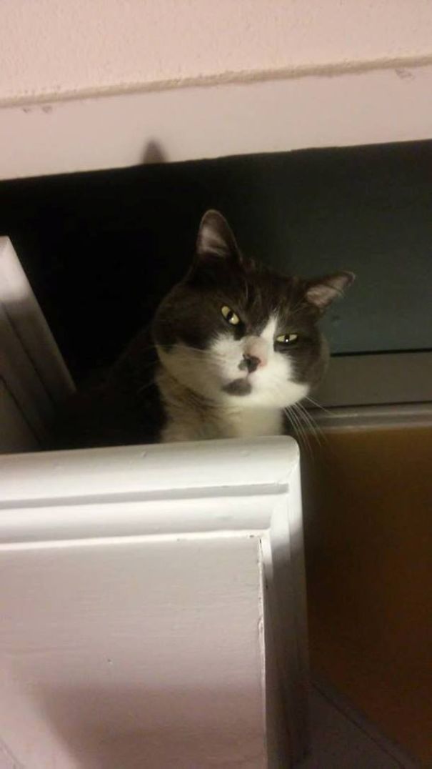 25 Foto che Provano che il tuo Gatto vorrebbe Ucciderti