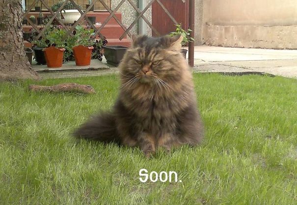 25 Foto che Provano che il tuo Gatto vorrebbe Ucciderti