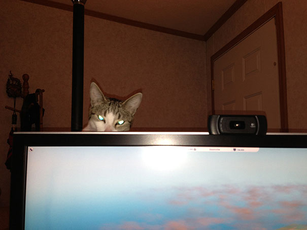 25 Foto che Provano che il tuo Gatto vorrebbe Ucciderti