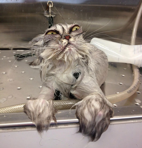 25 Foto che Provano che il tuo Gatto vorrebbe Ucciderti