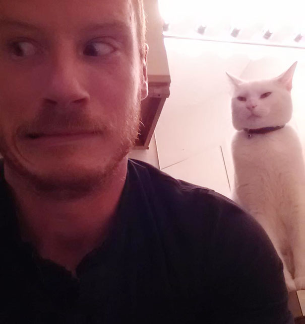 25 Foto che Provano che il tuo Gatto vorrebbe Ucciderti