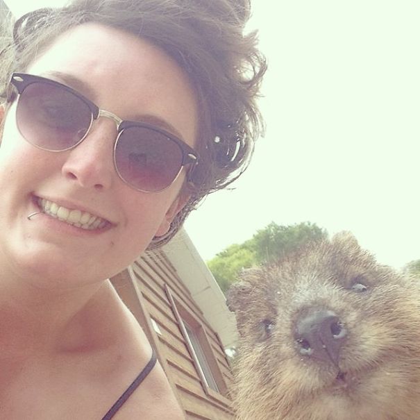 In Posa con il Quokka: Ecco la Nuova Frontiera dell'Autoscatto che arriva dall'Australia