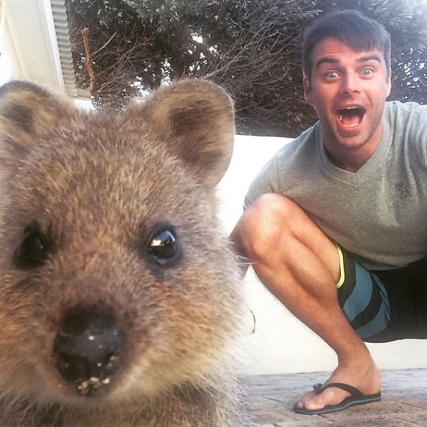 In Posa con il Quokka: Ecco la Nuova Frontiera dell'Autoscatto che arriva dall'Australia