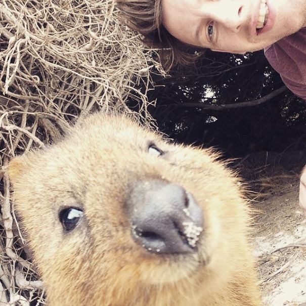 In Posa con il Quokka: Ecco la Nuova Frontiera dell'Autoscatto che arriva dall'Australia