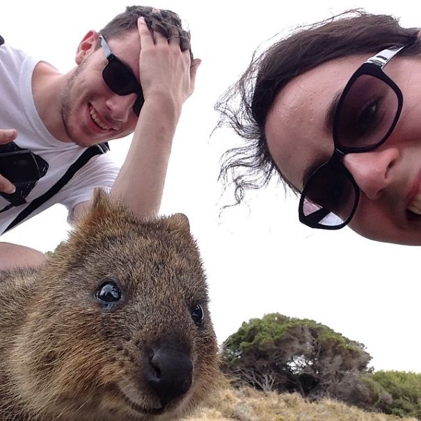 In Posa con il Quokka: Ecco la Nuova Frontiera dell'Autoscatto che arriva dall'Australia