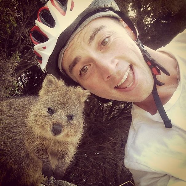 In Posa con il Quokka: Ecco la Nuova Frontiera dell'Autoscatto che arriva dall'Australia
